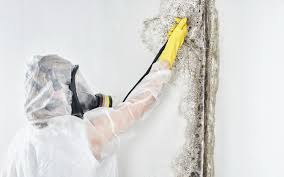 Best Residential Mold Inspection & Testing  in Mingo Junction, OH